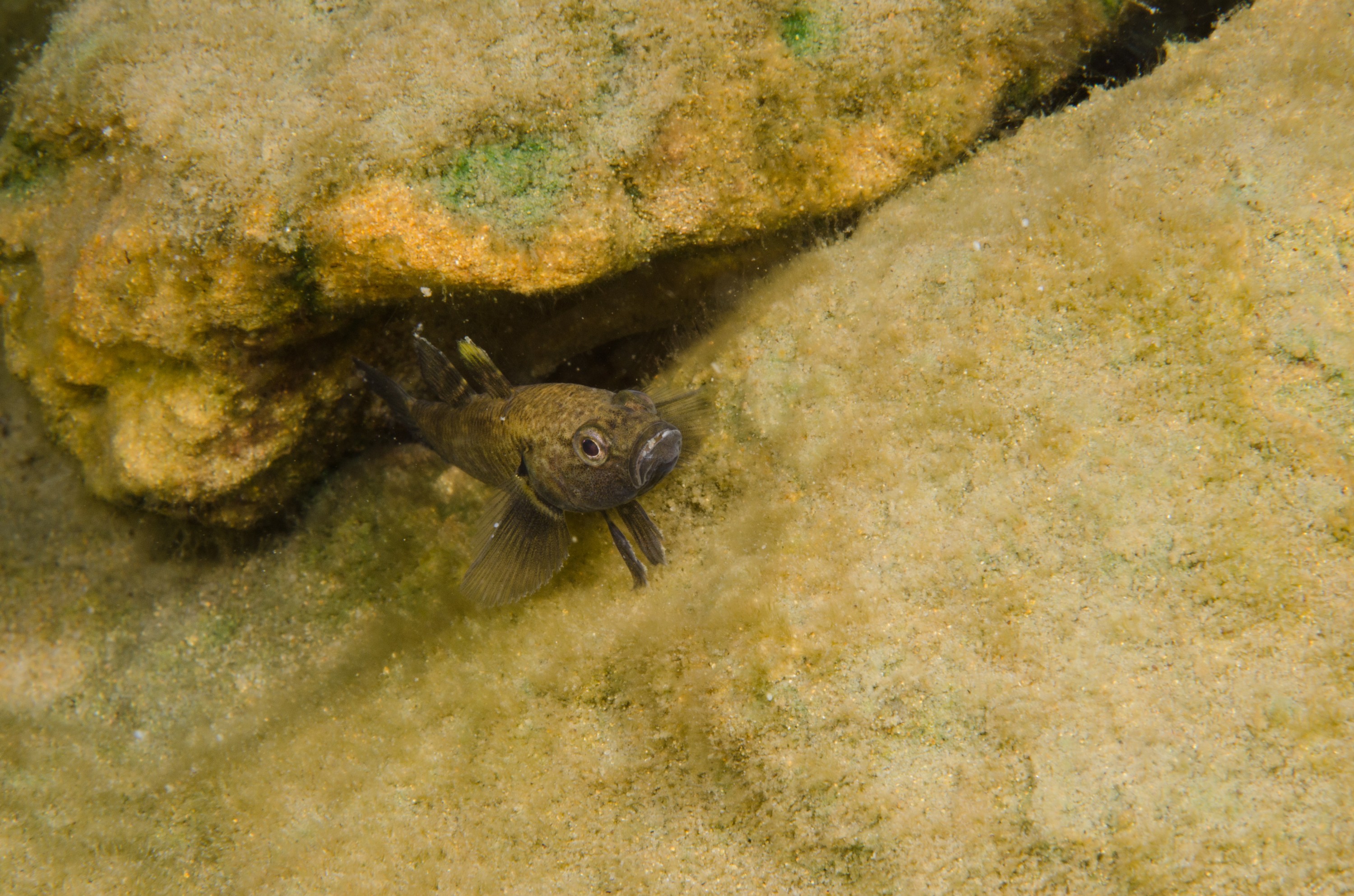 DSC_0998 – Northland NZ., bully, crispin, fish, freshwater, new, northland, nz, zealand, JAN17